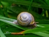 Ślimak