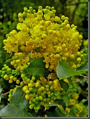 Mahonia 00