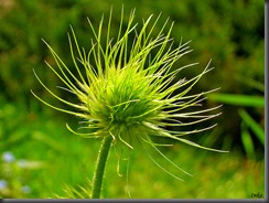 Nasiennik sasanki 01