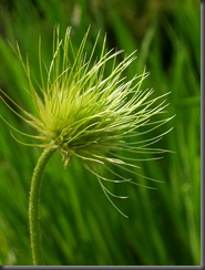 Nasiennik sasanki 02